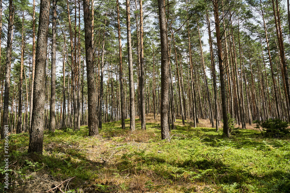 Obraz premium a hill covered with ferns and trees in a dense mixed forest on a sunny day in summer