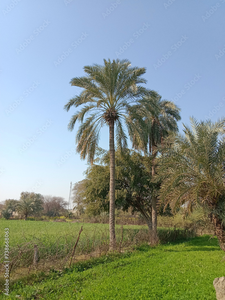 Phoenix dactylifera tree.Phoenix dactylifera plant.commonly known as the date palm tree without fruit