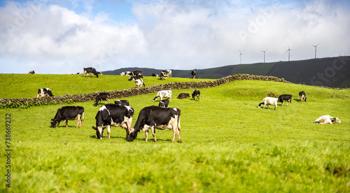 vacas nas pastagem numa ilha dos açores photo