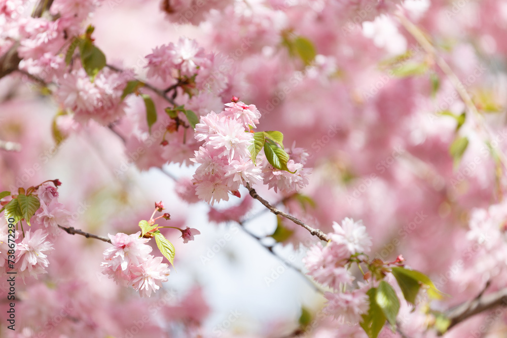 Branches of blooming sakura are strewn with double pink flowers, spring floral background. Branches of blooming sakura are strewn with double pink flowers, spring floral background.