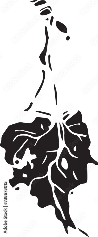 Sketch drawing of a birch leaf in black and white outline. Vintage combination of birch leaf. Sketch drawing of a birch leaf in black and white outline. Vintage combination of birch leaf.