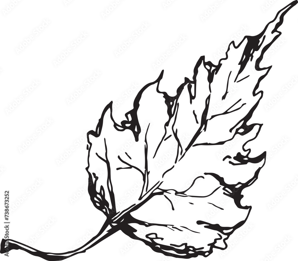 Sketch drawing of a birch leaf in black and white outline. Vintage combination of birch leaf. Sketch drawing of a birch leaf in black and white outline. Vintage combination of birch leaf.