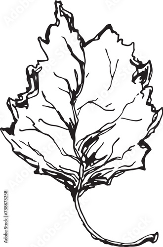 Sketch drawing of a birch leaf in black and white outline. Vintage combination of birch leaf.