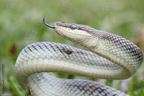 snake, ptyas fusca, a ptyas fusca snake in a meadow 