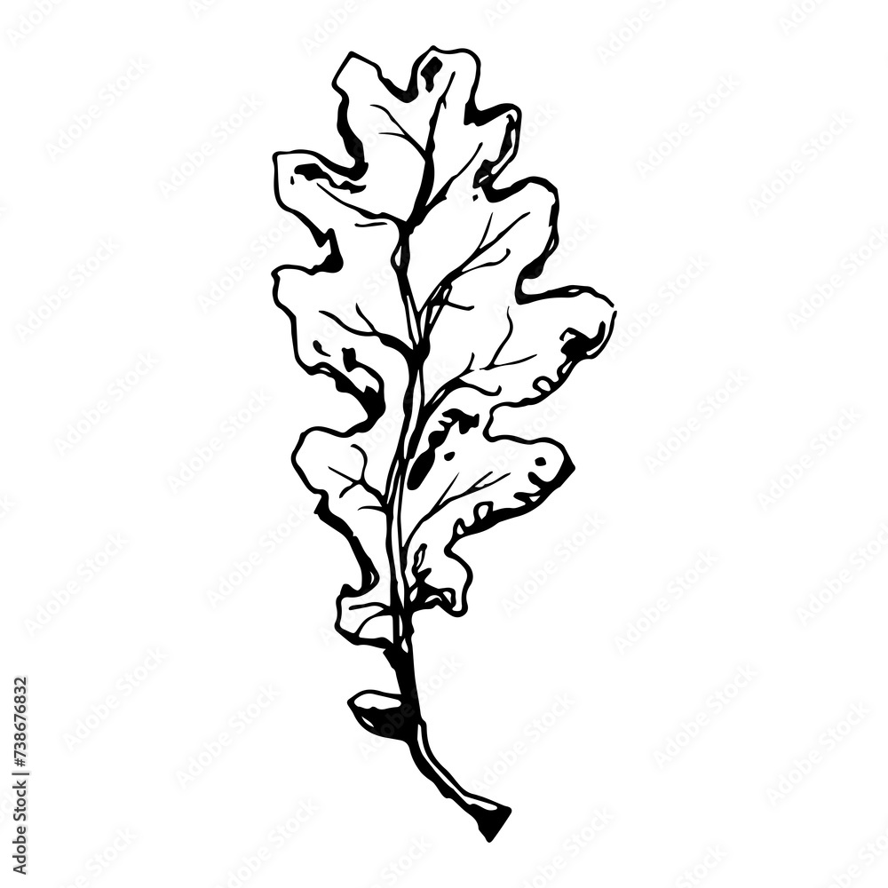 Sketch drawing of a oak leaf in black and white outline. Vintage oak, great design for any purposes.