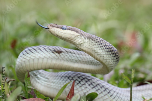 snake, ptyas fusca, a ptyas fusca snake in a meadow 