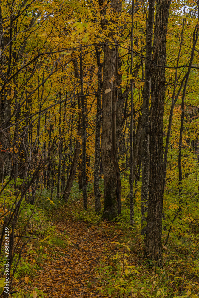 Obraz premium 日本 北海道旭川市にある旭山公園の紅葉