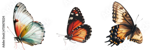 beautiful butterfly flying , on a solid white background photo