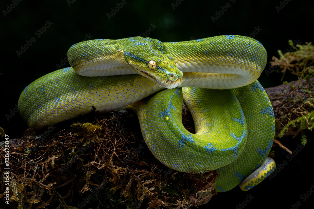 The Green Tree Python (Morelia viridis) also known as the Emerald Green ...