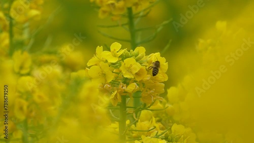 菜の花と蜜を吸って飛んでいくハチ　スローモーション photo