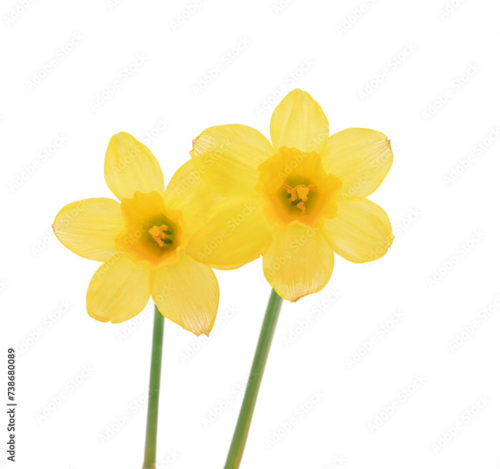 Yellow daffodils isolated on white background. Yellow daffodils isolated on white background.
