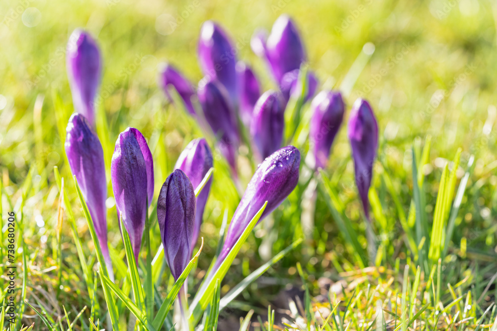 Beautiful violet crocuses grow in meadow. Early spring flowers.	