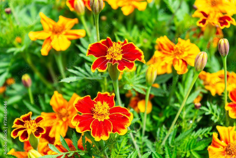 Student Flower with a Bee in a Garden in Lower Bavaria Germany. Student Flower with a Bee in a Garden in Lower Bavaria Germany.