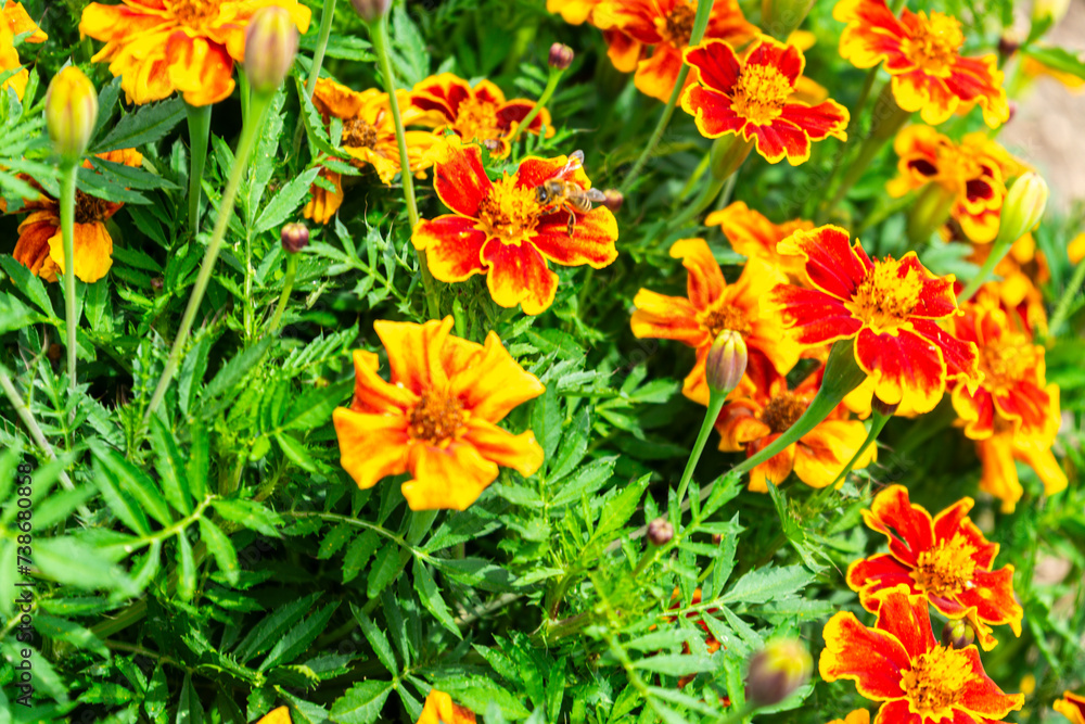 Student Flower with a Bee in a Garden in Lower Bavaria Germany. Student Flower with a Bee in a Garden in Lower Bavaria Germany.