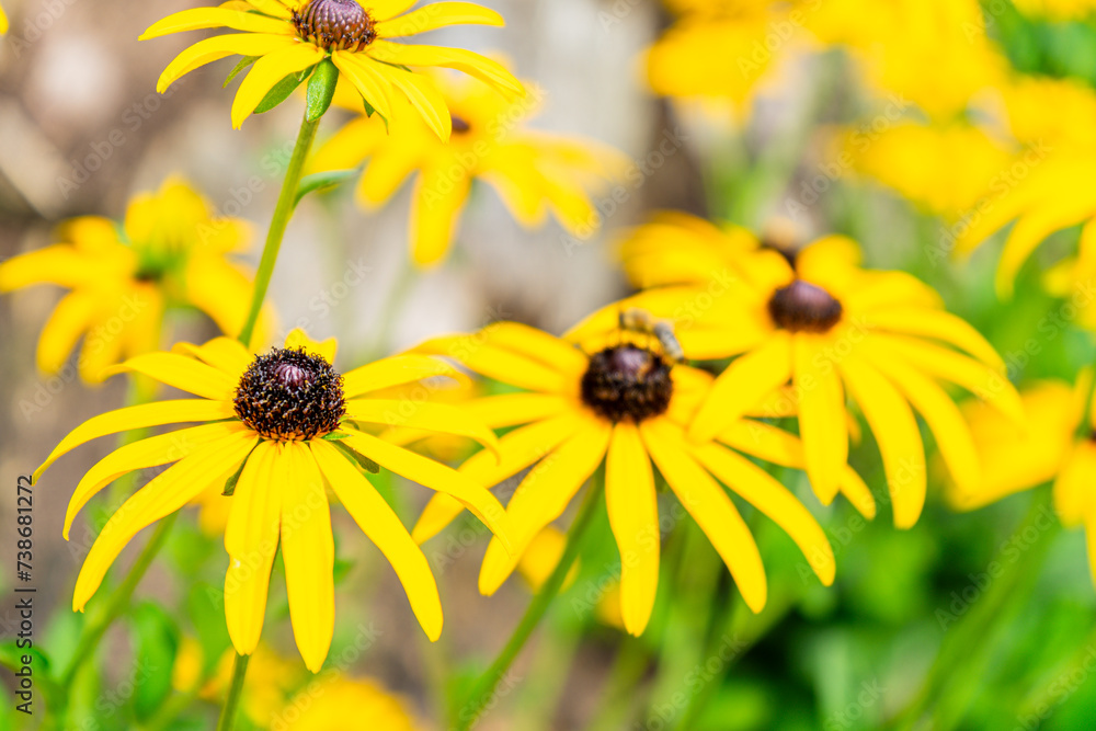 Common Coneflower in a Garden in Lower Bavaria Germany. Common Coneflower in a Garden in Lower Bavaria Germany.