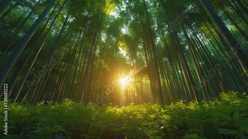 Tranquil Bamboo Forest with Sunlight Filtering Through  A serene bamboo forest with sunlight filtering through the dense foliage  creating a calming atmosphere.