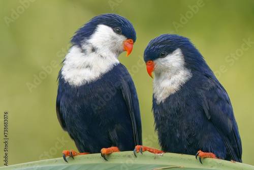 Foto couple of Blue lorikeet
The blue lorikeet is a small lorikeet from French Polynesia and the Cook Islands