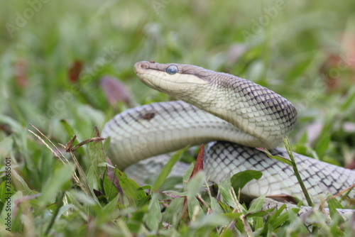 snake, ptyas fusca, a ptyas fusca snake in a meadow 