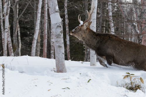 Large brown stag deer leaping through snow in woodland