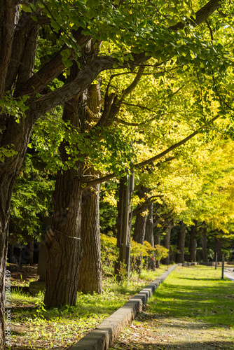 日本　北海道札幌市中央区にある中島公園の並木道