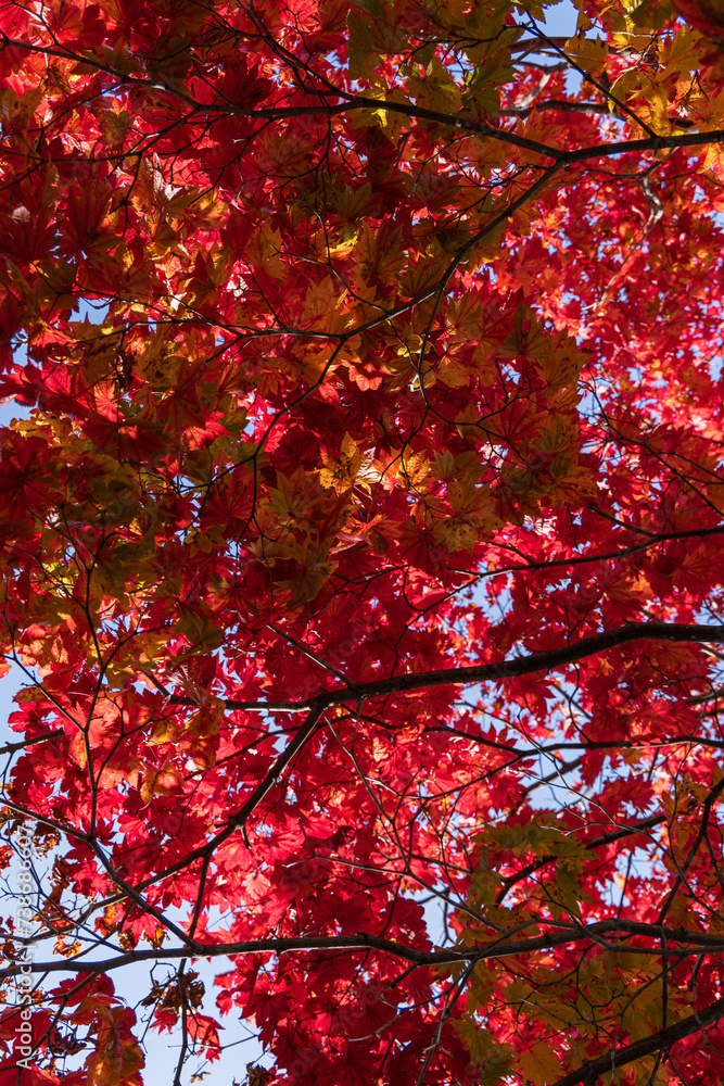 日本　北海道札幌市中央区にある中島公園の紅葉