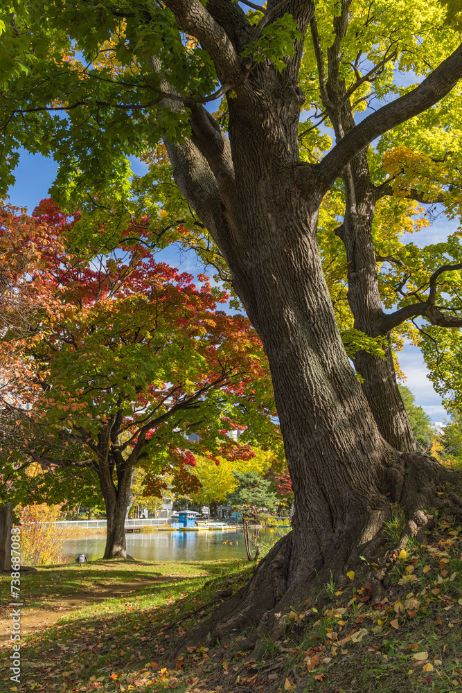 Fototapeta premium 日本 北海道札幌市中央区にある中島公園の紅葉