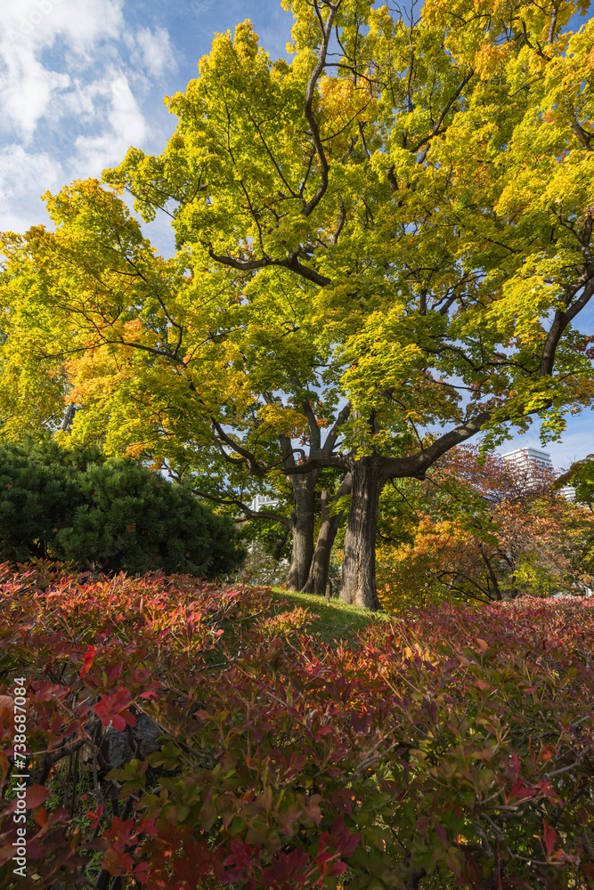 Naklejka premium 日本 北海道札幌市中央区にある中島公園の紅葉