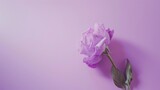 Soft Lavender Purple Gradient with Holographic Element