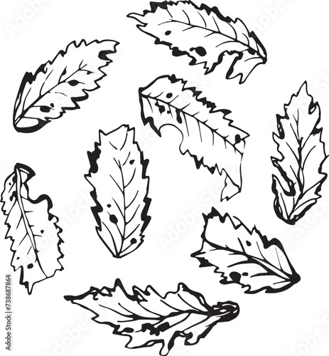 Rowan in hand drawn style on black background. Vintage line art closeup.