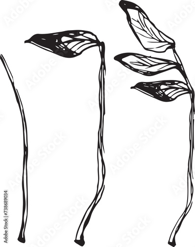 Vintage rowan, great design for any purposes. Hand drawn black illustration.