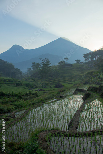 landscape trawas rice fields in the mountains photo