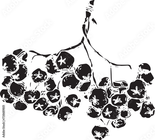 Rowan in hand drawn style on black background. Vintage line art closeup.
