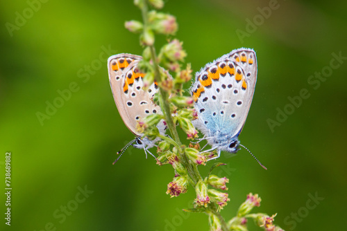 Wallpaper Mural Silver-studded blue butterflies mating on mugwort flowers. Torontodigital.ca