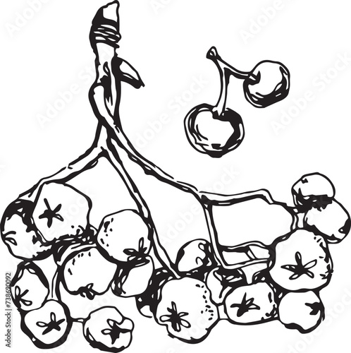 Rowan in hand drawn style on black background. Vintage line art closeup.