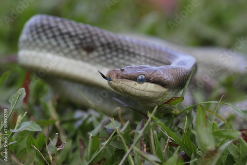 snake, ptyas fusca, a ptyas fusca snake in a meadow 