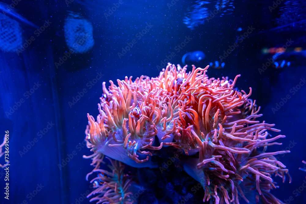 Fototapeta premium Sea Anemones in a Seawater Aquarium in Gran Canaria