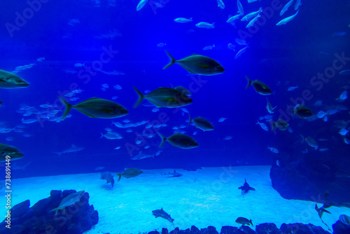 Different Fishes, Mantas and Sharks in a Seawater Aquarium in Gran Canaria