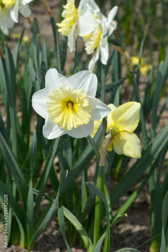Daffodil Ice Follies flowers