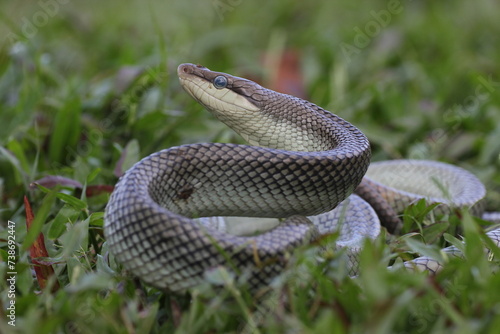 snake, ptyas fusca, a ptyas fusca snake in a meadow 