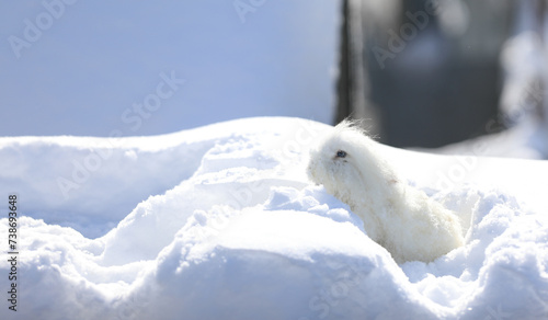 small funny white rabbit in the snow