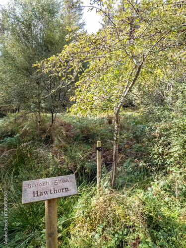 Hawthorn tree and sign explaining it irish and english including translation photo