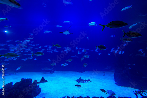 Different Fishes, Mantas and Sharks in a Seawater Aquarium in Gran Canaria © Sharidan