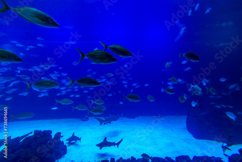 Different Fishes  Mantas and Sharks in a Seawater Aquarium in Gran Canaria