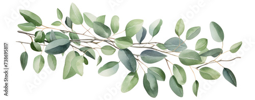 Green eucalyptus leaves stem twig wreath hand drawn.