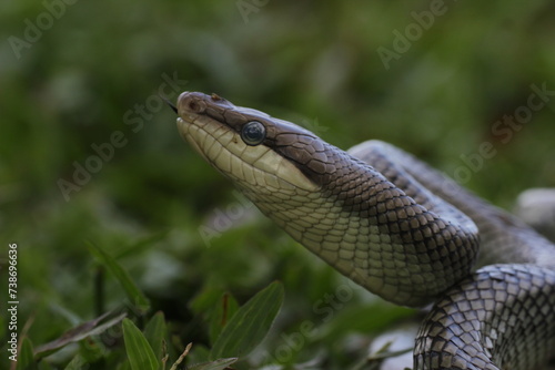 snake, ptyas fusca, a ptyas fusca snake in a meadow 