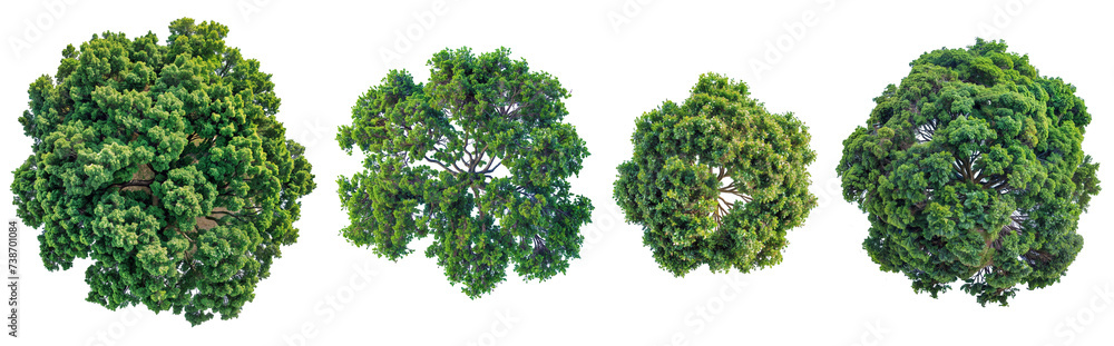 top view big tree PNG transparent background Stock Illustration | Adobe ...