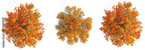 collection top view autumn tree PNG transparent background 