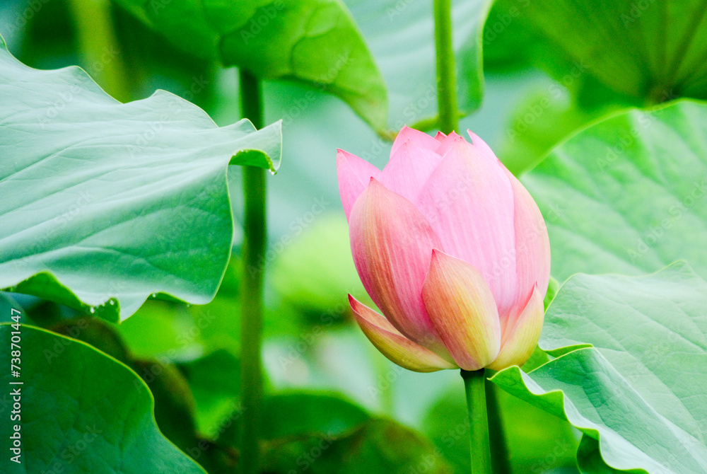 Obraz premium 青い葉とピンクの蓮の花は神話の花、神聖な花