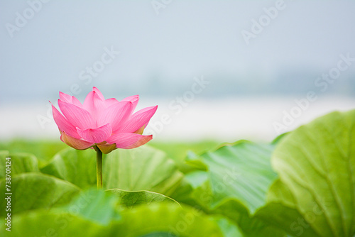 蓮の花言葉は信頼、仏教の花 photo