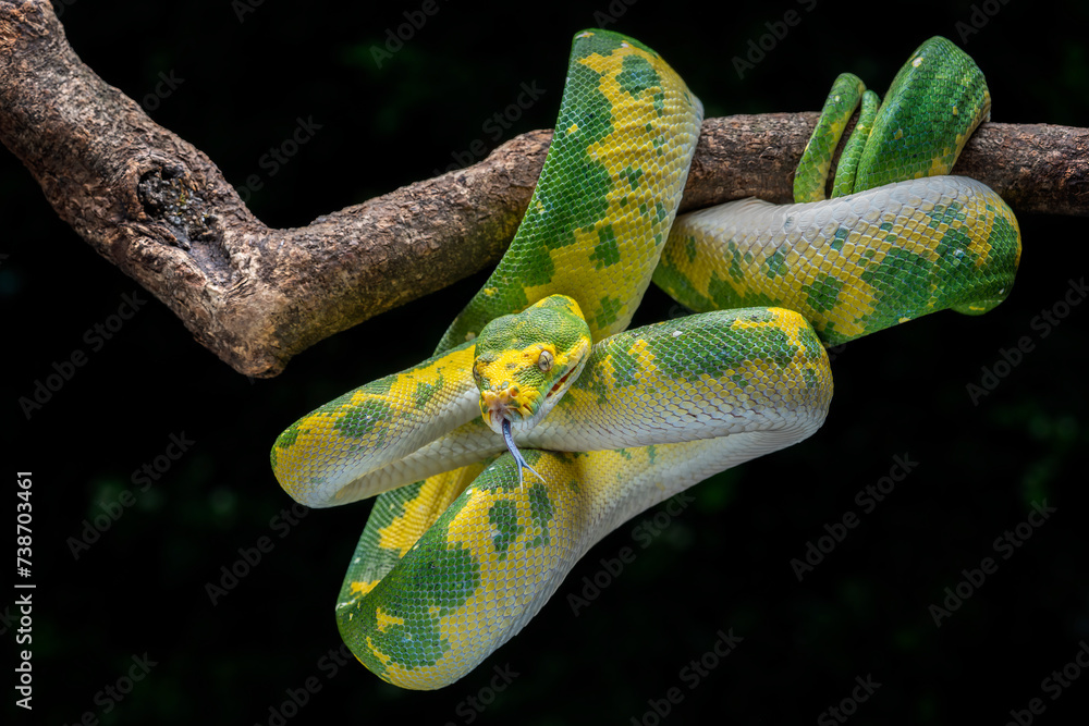 The Green Tree Python (Morelia viridis) also known as the Emerald Green ...